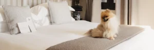 Petit chien sur un lit d'une suite du Daya Hôtel à Roquebrune-sur-Argens